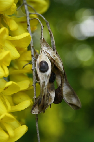 Laburnum anagyroides
