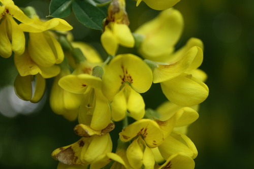 Laburnum anagyroides
