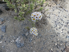 Heliotropium pycnophyllum