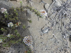 Heliotropium pycnophyllum