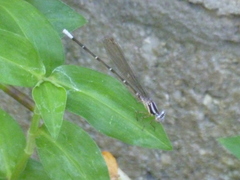 Argia