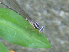 Argia