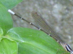 Argia