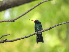 Chlorostilbon lucidus