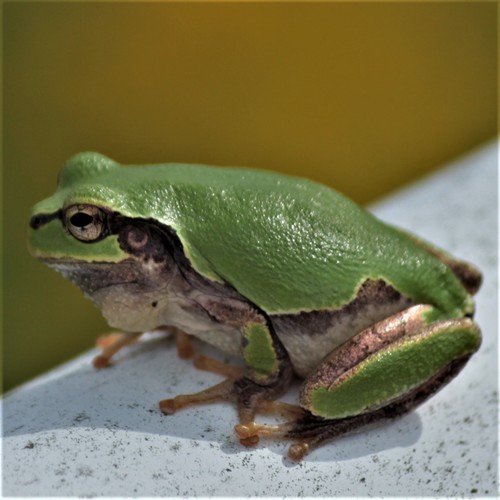 Eastern Japanese Tree Frog