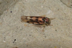 Linnavuoriana decempunctata