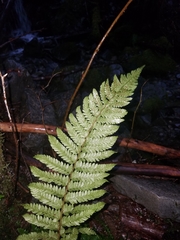 Polystichum setigerum
