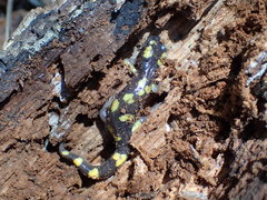 Ensatina eschscholtzii croceater