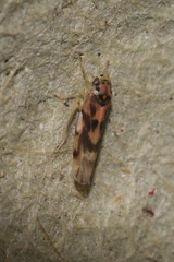 Linnavuoriana decempunctata