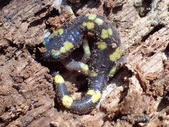 Ensatina eschscholtzii croceater