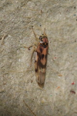 Linnavuoriana decempunctata