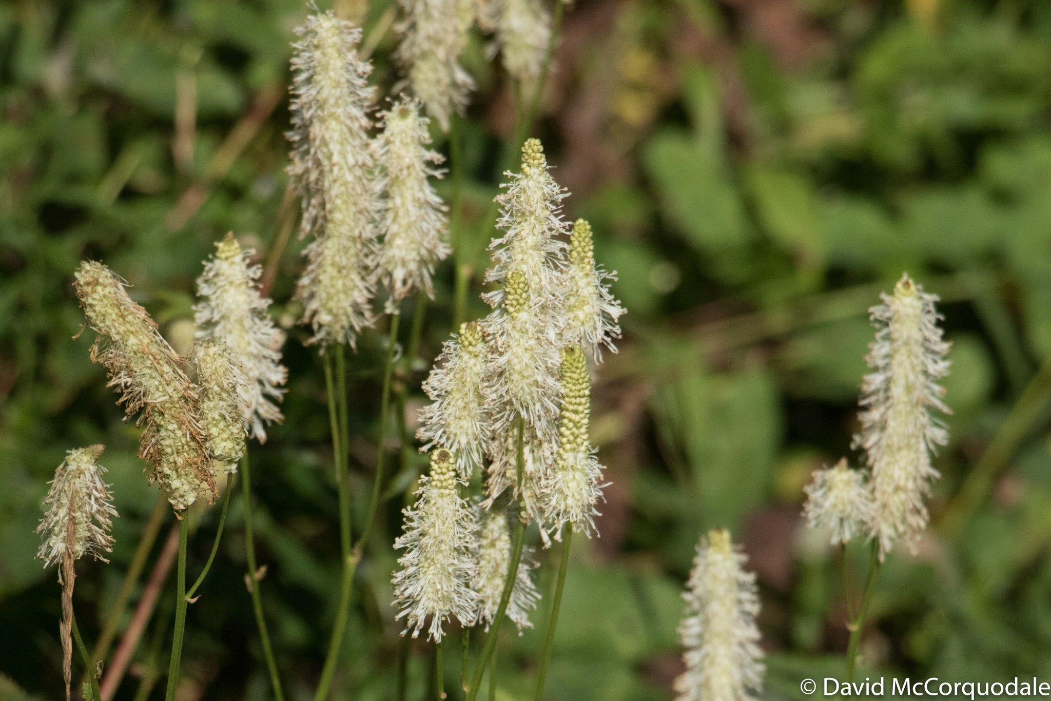 Sanguisorba canadensis