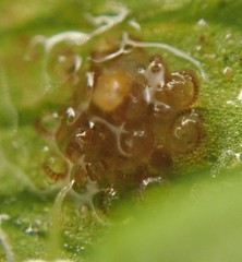 Polystichum setigerum