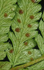 Polystichum setigerum