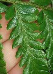 Polystichum setigerum