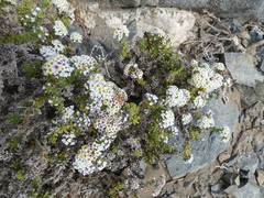 Heliotropium pycnophyllum