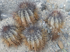 Copiapoa atacamensis