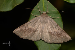 Mallomus