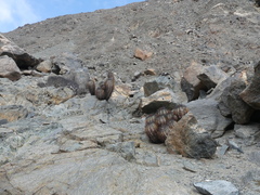 Copiapoa atacamensis