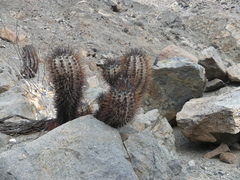 Copiapoa atacamensis