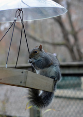 Sciurus carolinensis