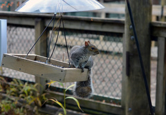 Sciurus carolinensis