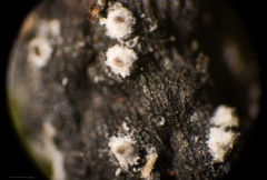 Xylaria apiculata