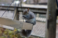 Sciurus carolinensis