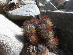 Copiapoa atacamensis