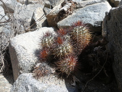 Copiapoa atacamensis