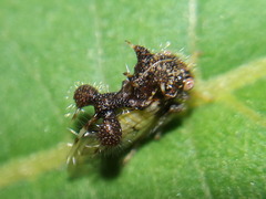 Cyphonia clavigera