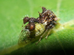 Cyphonia clavigera