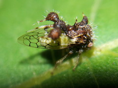 Cyphonia clavigera