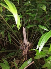 Zamia fairchildiana