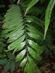 Zamia fairchildiana