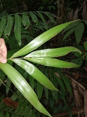 Zamia fairchildiana