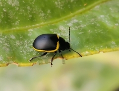 Cosmogramma patricia
