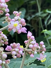 Miconia subcrustulata