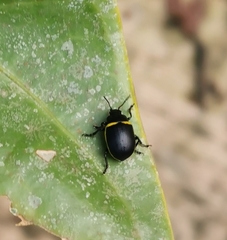 Cosmogramma patricia