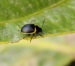 Cosmogramma patricia