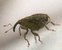 Parethelcus pollinarius