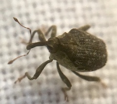Parethelcus pollinarius