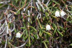 Cassiope lycopodioides