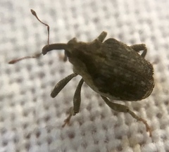 Parethelcus pollinarius