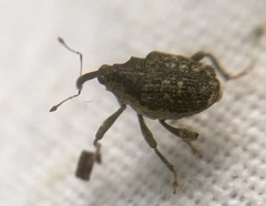 Parethelcus pollinarius