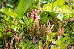 Spinulum annotinum alpestre