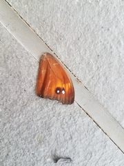 Melanitis leda bankia