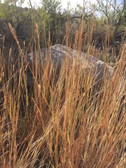 Heteropogon