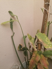 Epiphyllum oxypetalum
