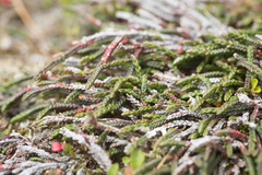 Cassiope lycopodioides